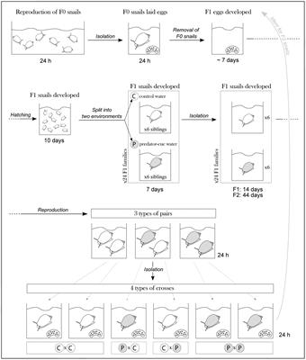 Interactions Between Maternal, Paternal, Developmental, and Immediate Environmental Effects on Anti-predator Behavior of the Snail Physa acuta